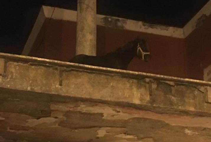 Un cavallo sul tetto della stazione “Castellammare Terme”