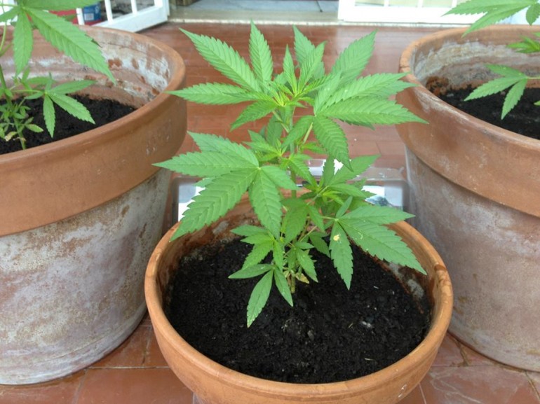 Portici: giovani fuori-sede allestiscono una serra di cannabis in casa loro