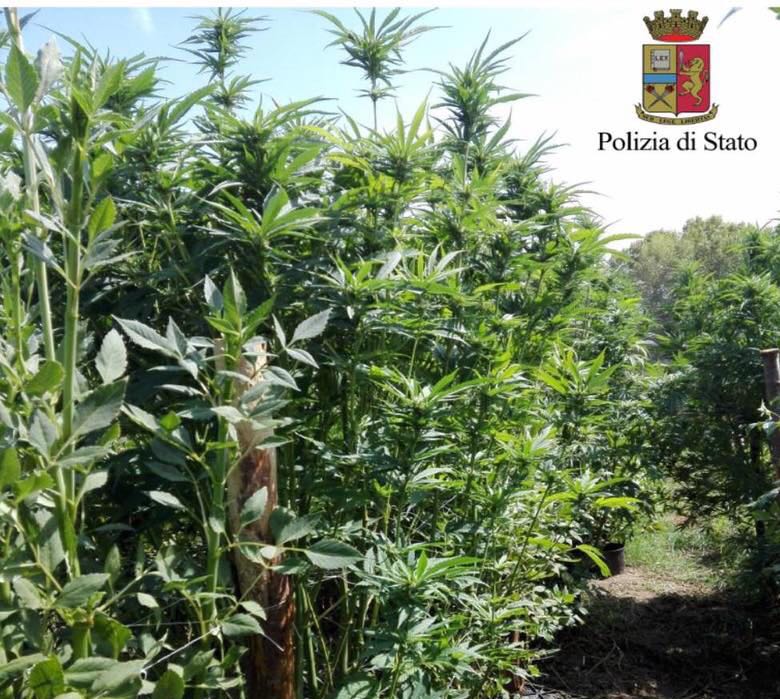 Pompei, floricoltore coltivava marijuana tra le piante: arrestato