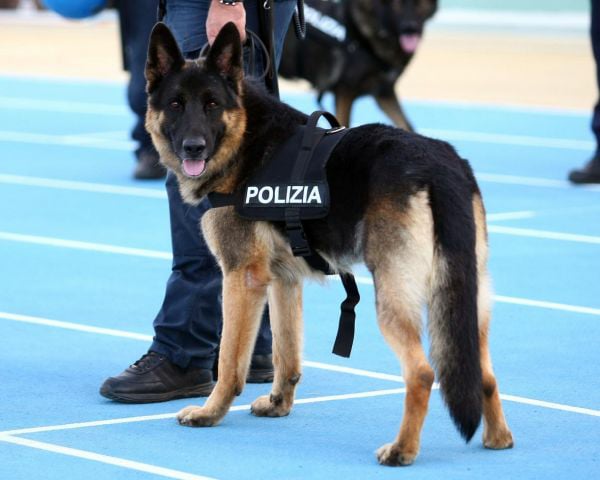 Napoli, cane poliziotto scova due pusher. Arrestati