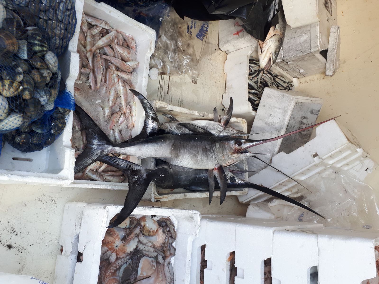 Salerno. Pesca vietata, i finanzieri sequestrano tre pesci spada sotto taglia