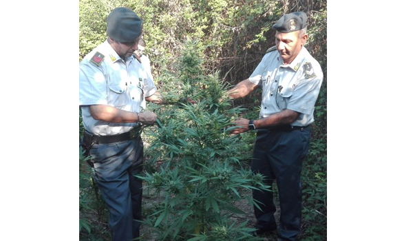 Caserta. Sequestrata piantagione di marijuana: denunciato 54enne