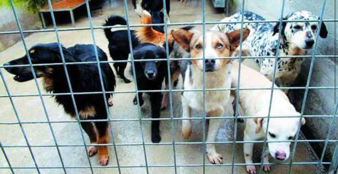 Scafati. Cani disturbano il vicinato e vengono sottratti ai padroni