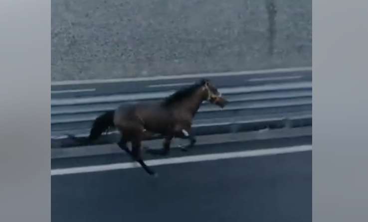 A3. Un cavallo in autostrada e il video diventa virale (VIDEO)