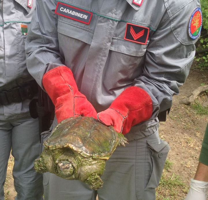 Pomigliano. Carabinieri trovano tartaruga azzannatrice in Villa Comunale