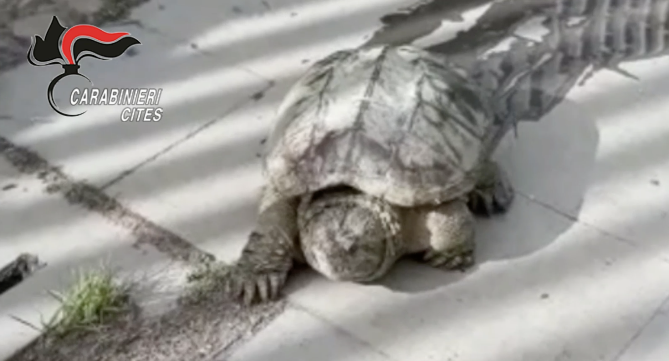 Pomigliano. Sequestrato pericoloso esemplare di  tartaruga azzannatrice (VIDEO)