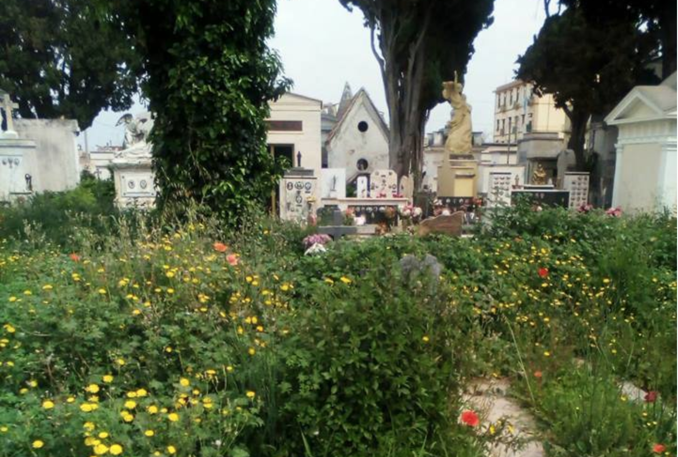 Castellammare. Ancora degrado nel cimitero, erbacce coprono le tombe: protestano i cittadini