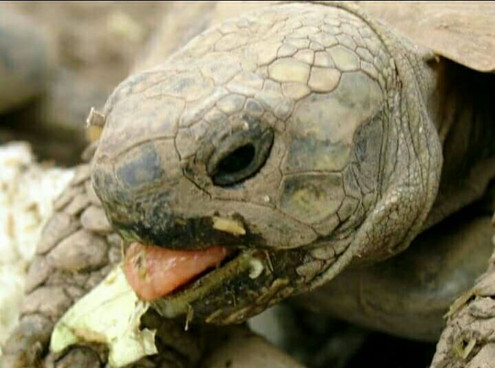 Somma Vesuviana, possedevano tartarughe di specie protetta in giardino: denunciata coppia di coniugi