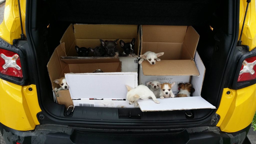 Trasportavano nel bagagliaio dell’auto 34 cuccioli di cane dall’Ungheria: denunciata coppia di napoletani (IL VIDEO)
