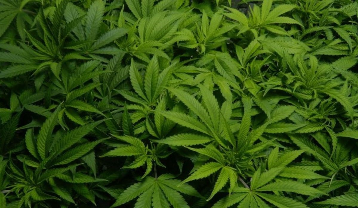 Coltivava cannabis in casa per scopi terapeutici: il Tribunale lo assolve