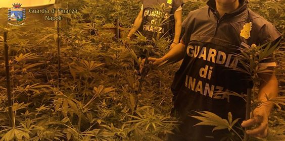 Sant’Anastasia. Scoperta serra artigianale con 85 piante di cannabis: arrestato (VIDEO)