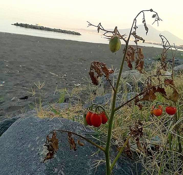 Castellammare. Lungomare “felix”, dopo il prato verde in spiaggia spuntano piante di pomodori (FOTO)