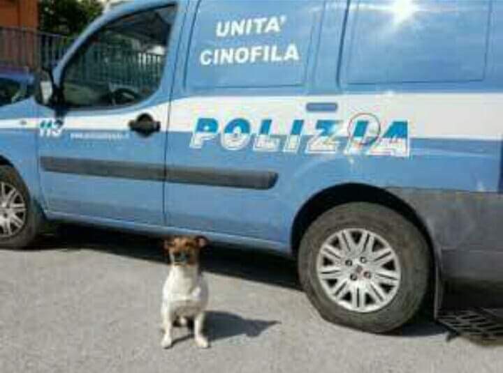Arriva il cane Pocho a Capri e trova 40 grammi di marijuana