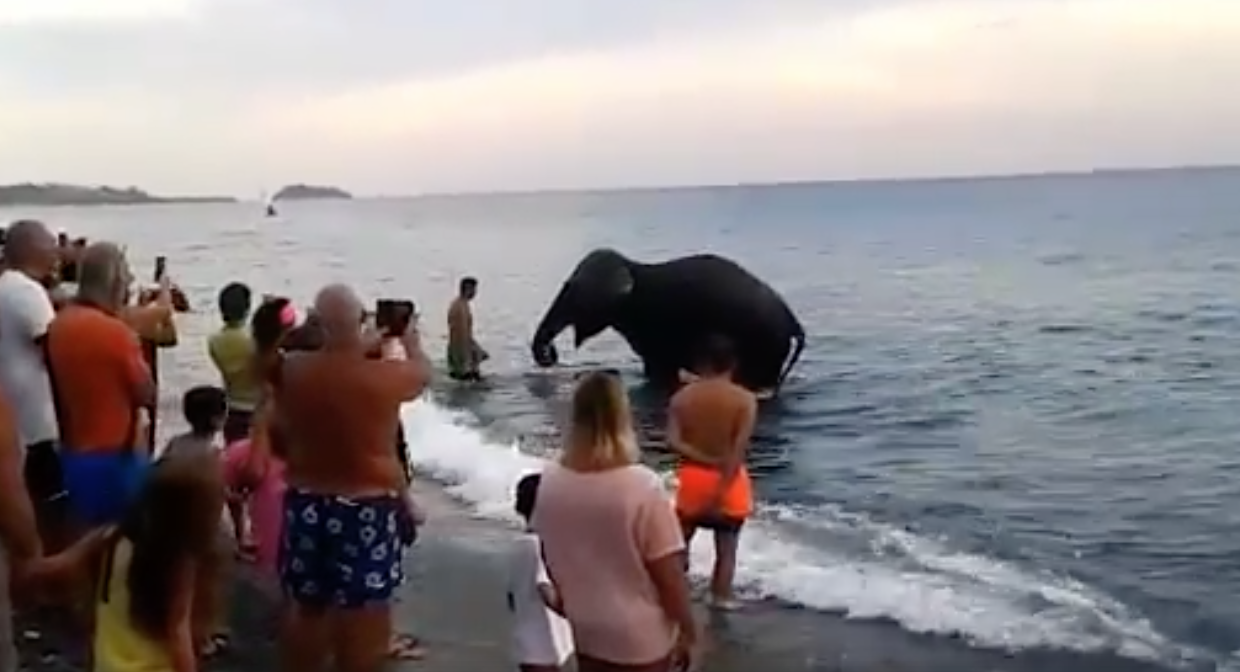 Elefante scappa dal circo e va in spiaggia a farsi il bagno (IL VIDEO)