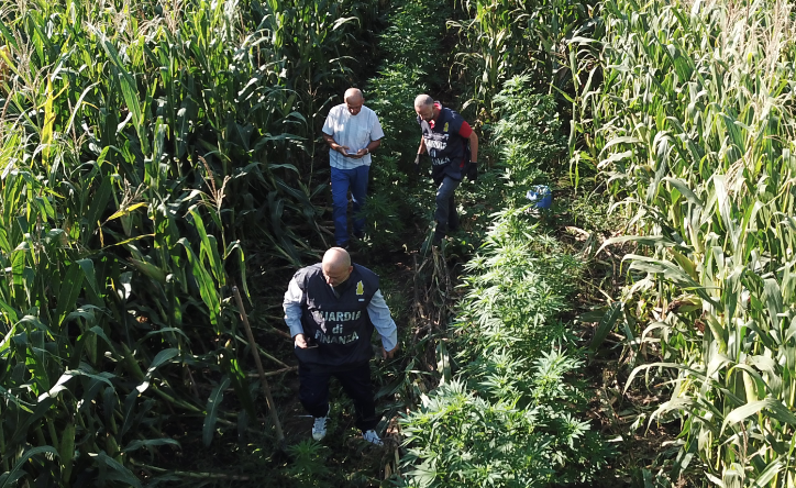 Aspromonte. Coltivavano ed esportavano Marijuana: 20 arresti tra Reggio, Roma e Latina