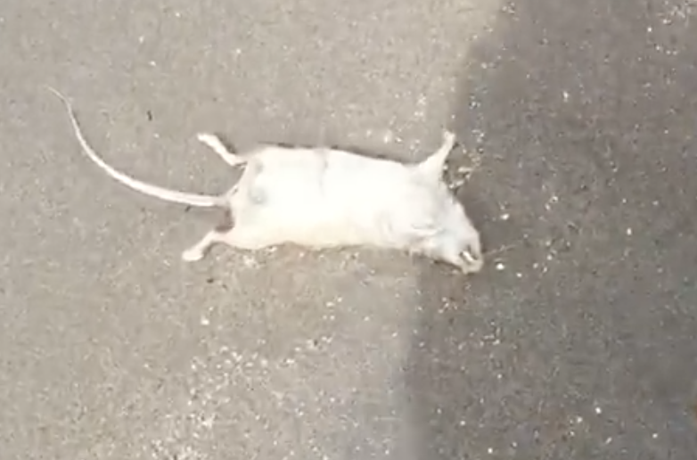 Castellammare. Ratti morti sulla spiaggia (IL VIDEO)