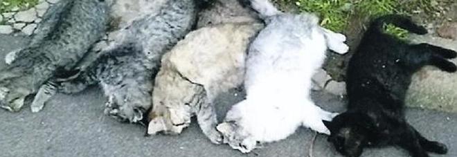 Colonia di gatti avvelenati al Porto di Sorrento: indignazione tra gli animalisti