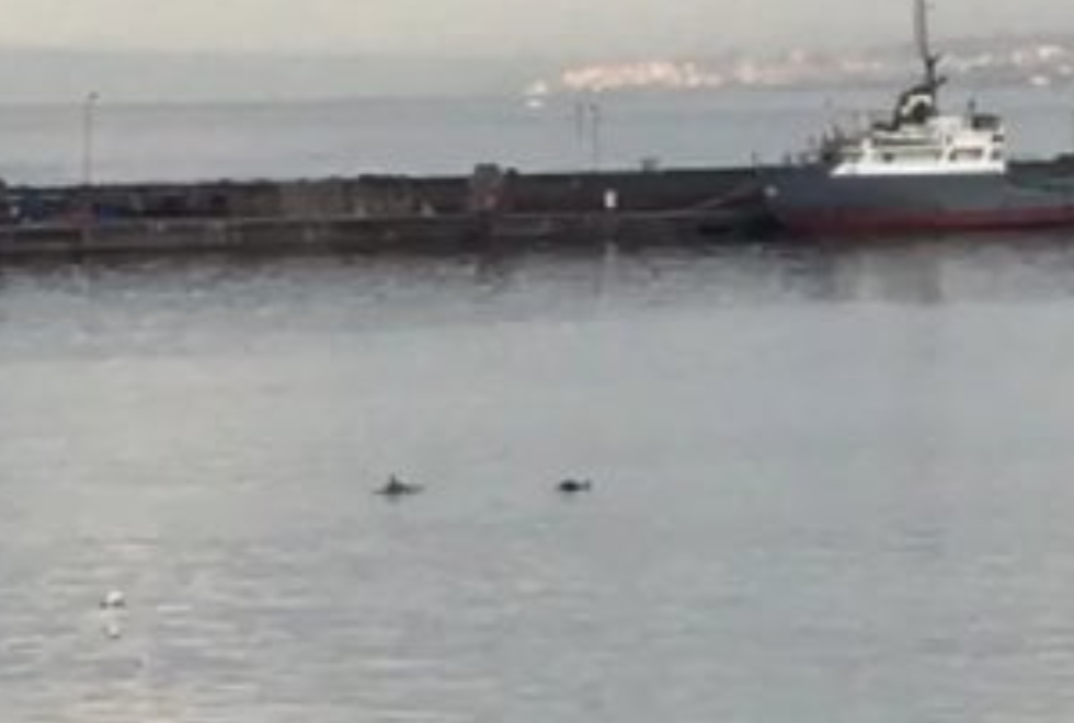 Castellammare. Avvistati delfini nel porto commerciale