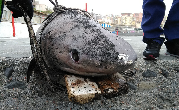 Ritrovata carcassa di squalo tra Ercolano e Torre del Greco