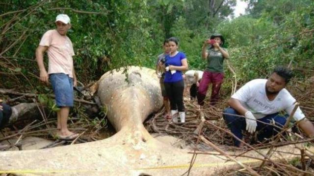 Brasile, misteriosa balena trovata nel cuore della foresta