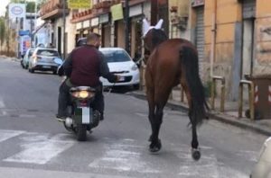 Napoli. Cavallo condotto da un uomo in scooter