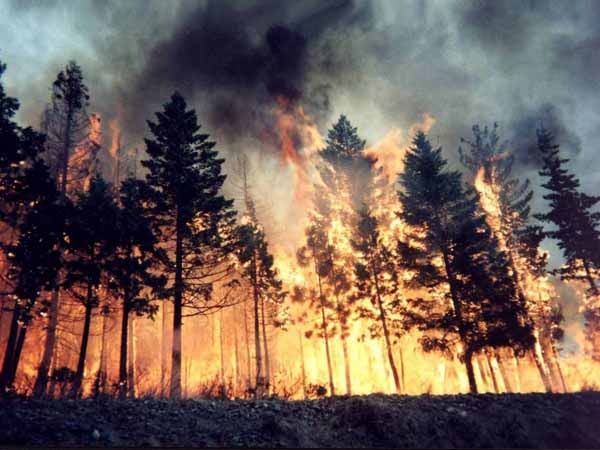 Incendio nel salernitano: arrestato piromane 28enne