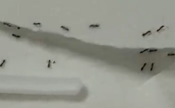 Napoli,  formiche in stanza di ospedale: si indaga su atto di sabotaggio