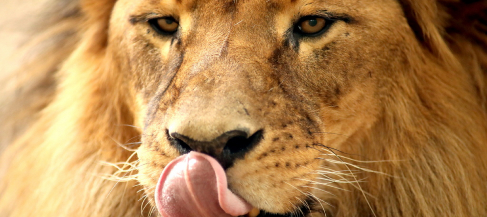 14 leoni fuggono dal parco: panico per la popolazione