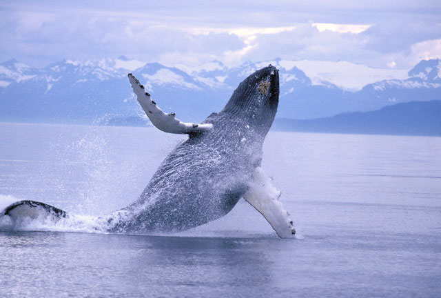 Incredibile avvistamento di una balena nel Tirreno (VIDEO)