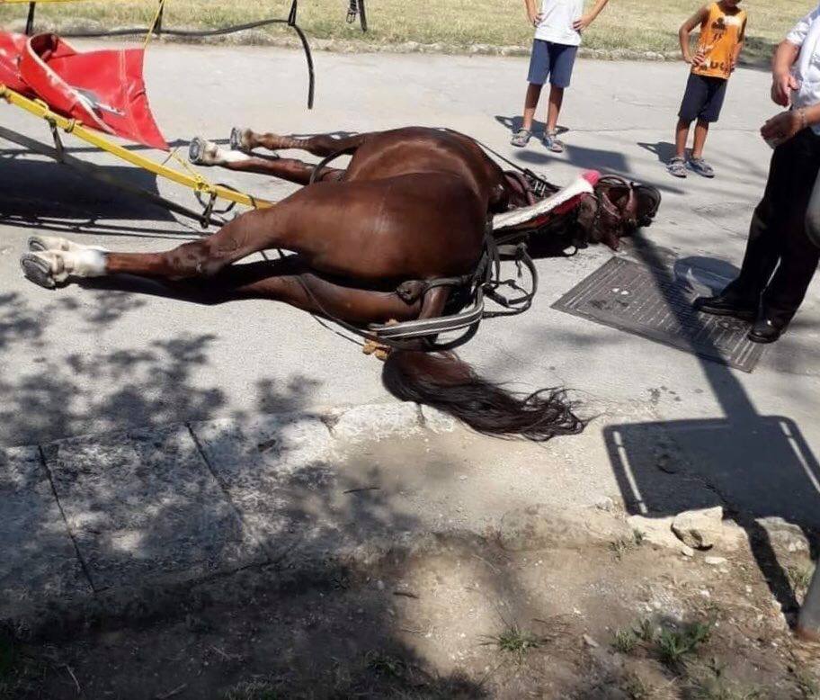 Caserta, cavallo deceduto alla Reggia, il sindaco: “Non era autorizzato al trasporto”