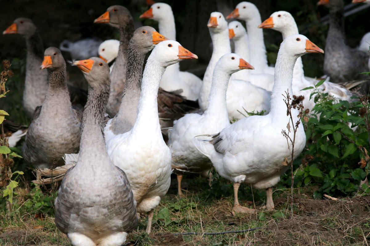 Unione Europea in allerta: nuova epidemia di influenza aviaria nel Sud della Francia