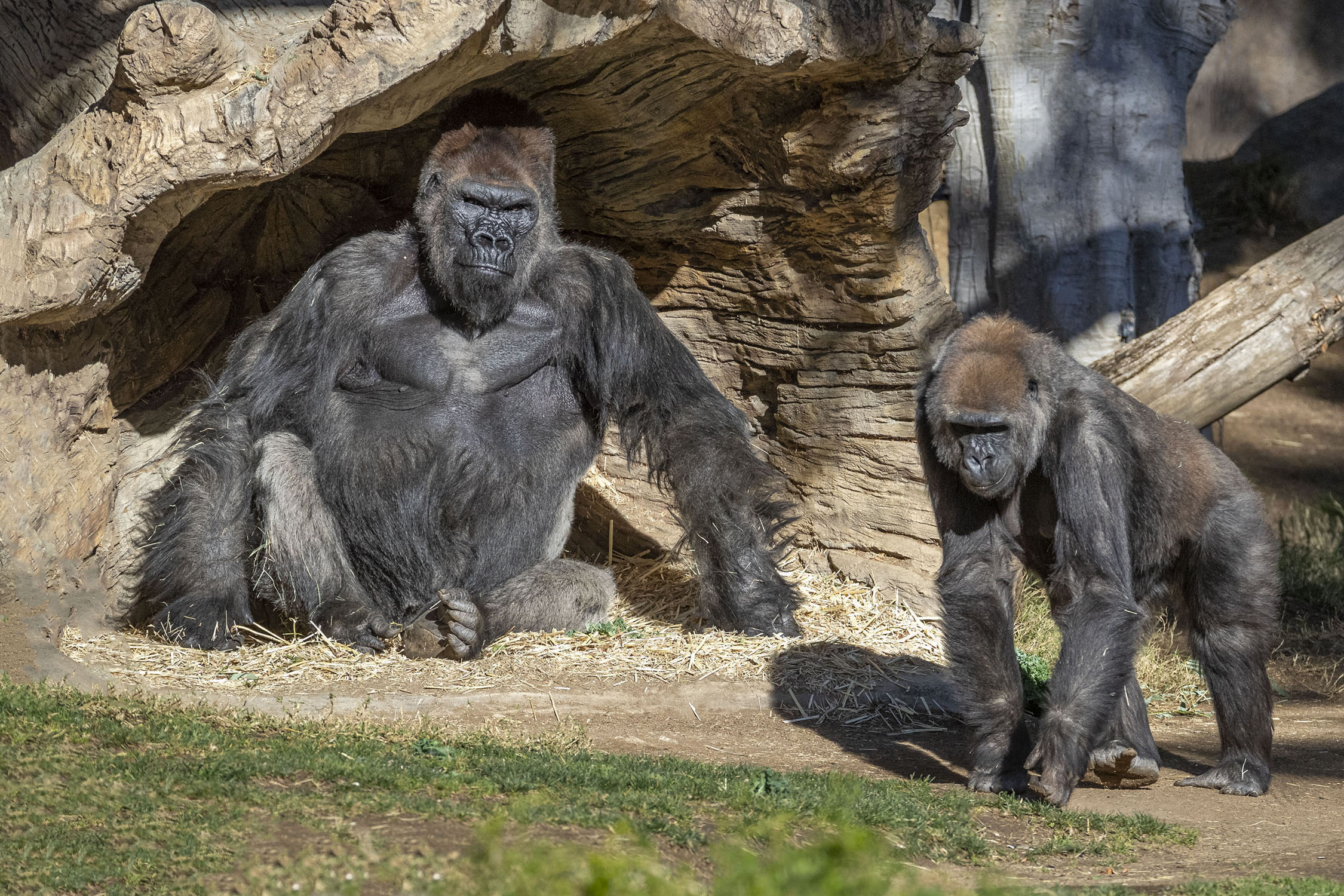 Gorilla affetti da Covid-19, intero zoo in Californa in quarantena