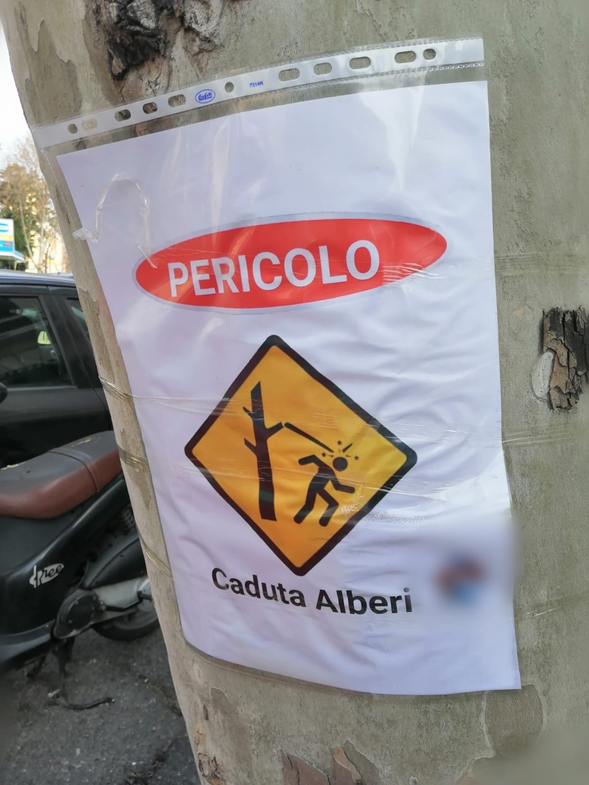 Reggio Calabria, cartelli affissi sugli alberi cittadini: il sindaco: “Una bufala pericolosa”