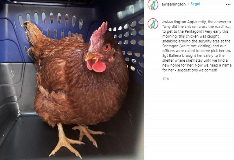Pentagono, gallina tenta di eludere la sicurezza e diventa virale