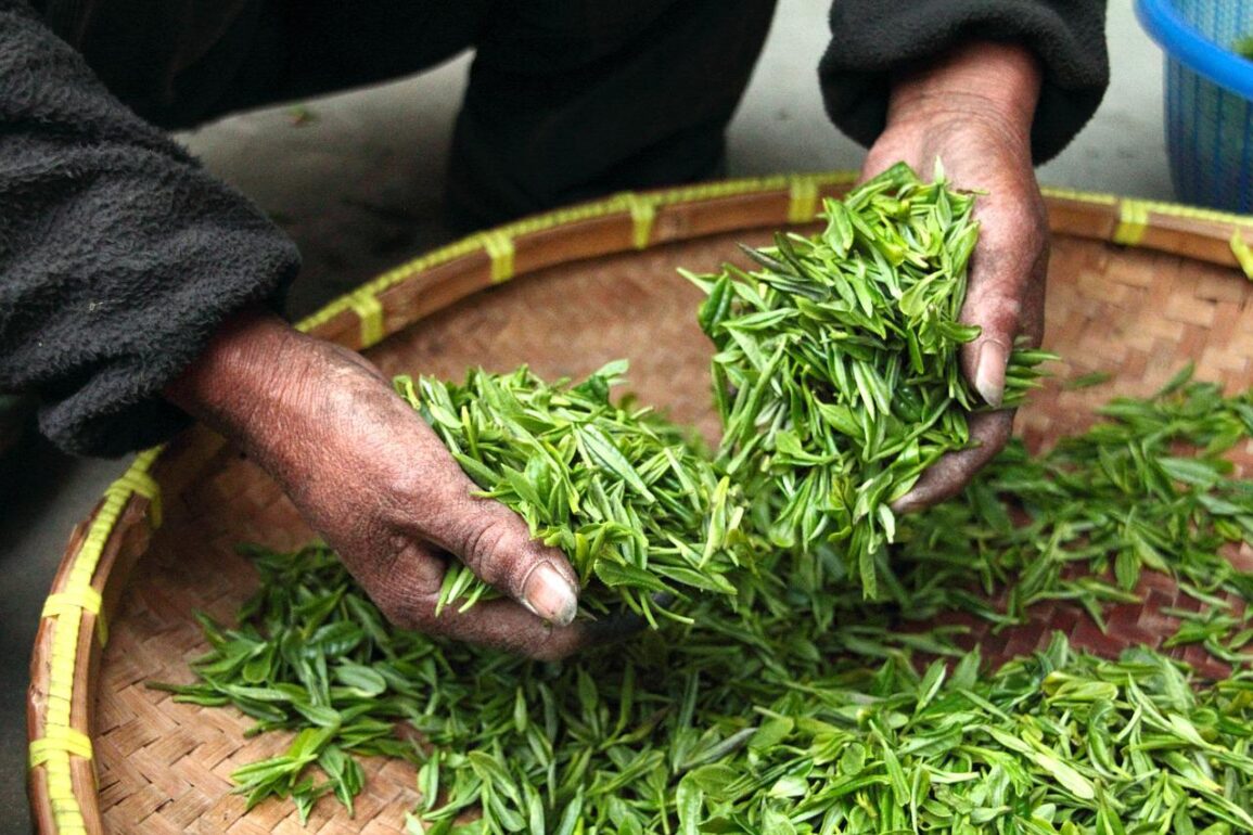 Darjeeling, Assam, Sri Lanka… la strada del tè