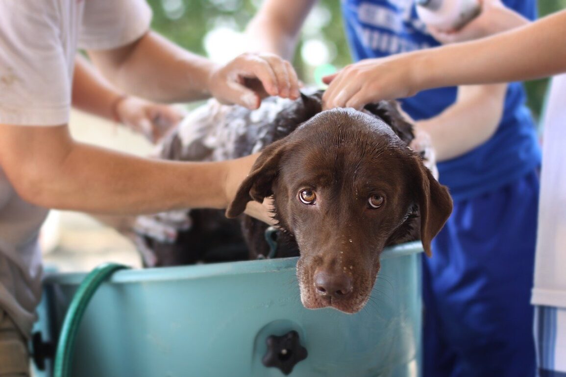 Shampoo a secco per cani per perfetta beauty routine