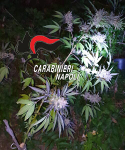 Piantagione di cannabis in terreno abbandonato sui Monti Lattari